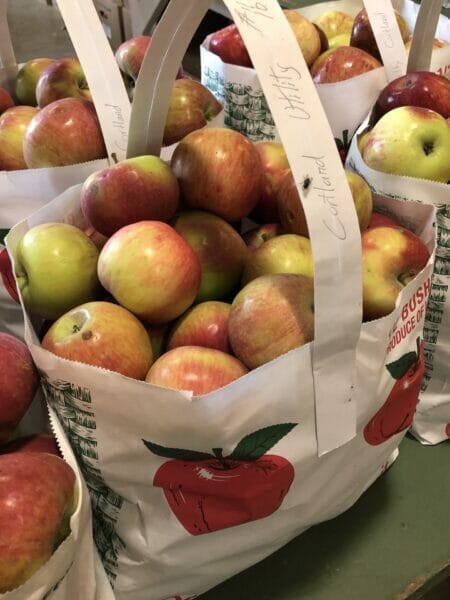 apples in New England
