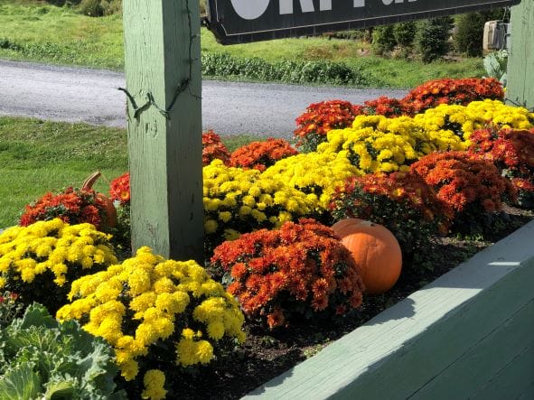 fall colors in Stowe, Vermont