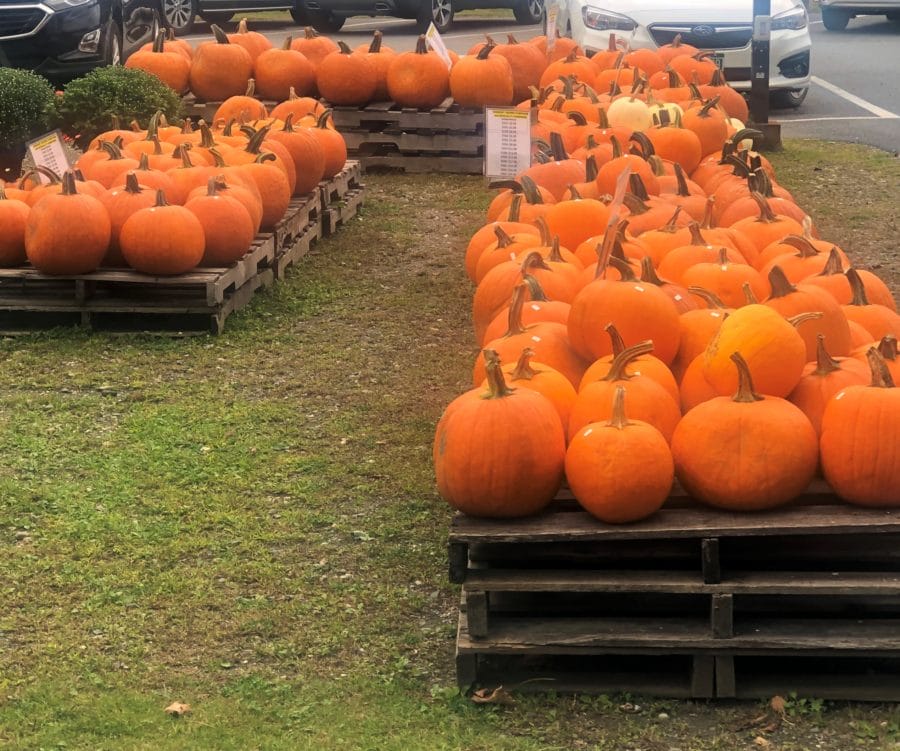 pumpkins in Woodstock, VT