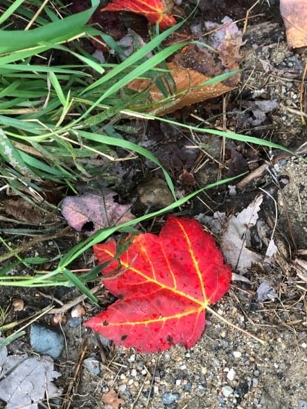 Kancamagus Highway fall foliage