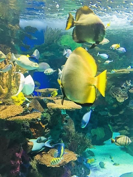 colorful fish at Ripley's Aquarium