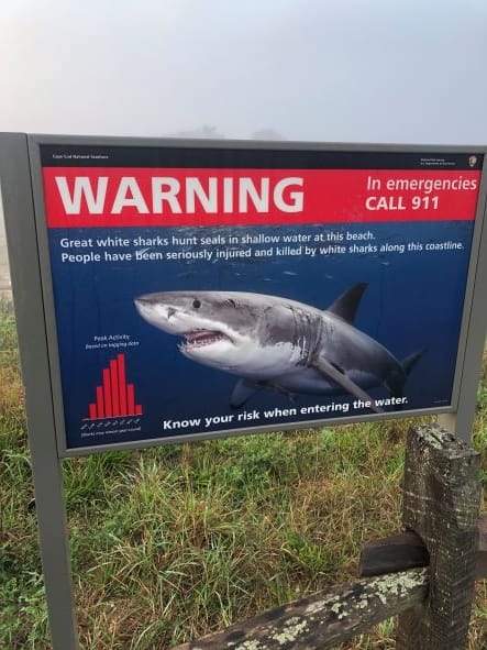 Cape Cod Shark Warning
