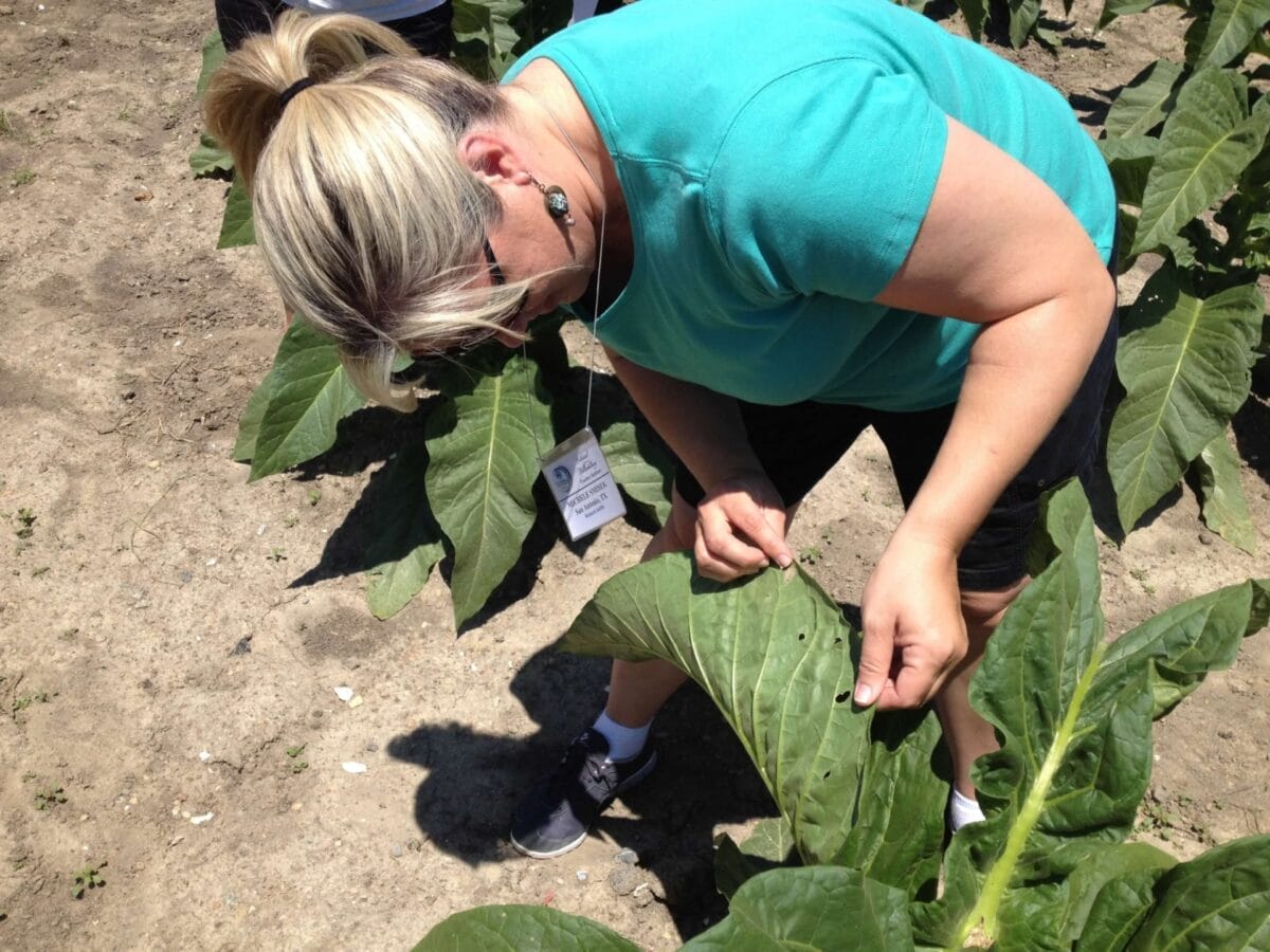 looking for bugs on tobacco leaves