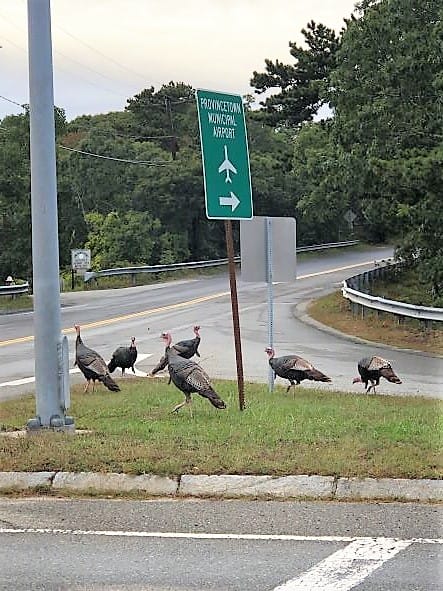 Cape Cod turkeys in Provincetown