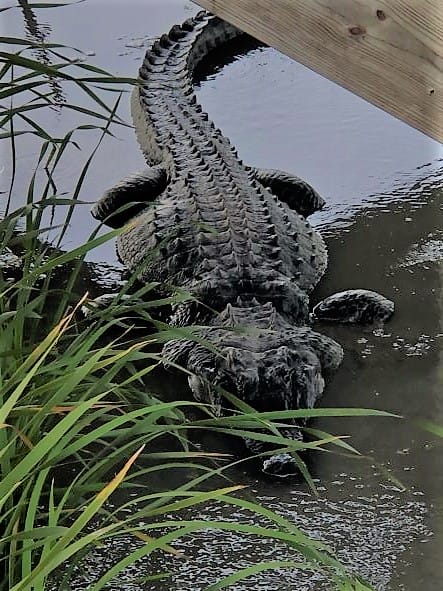 Alligator at Port Aransas bird refuge