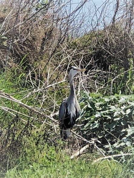 wild bird at Port Aransas
