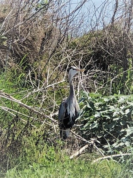 wild bird at Port Aransas