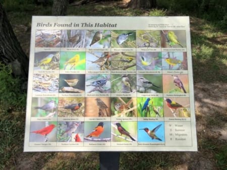 bird habitat in Port Aransas