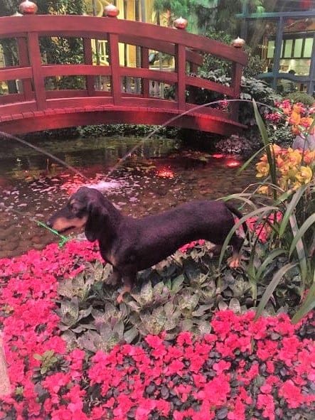 Bellagio Conservatory