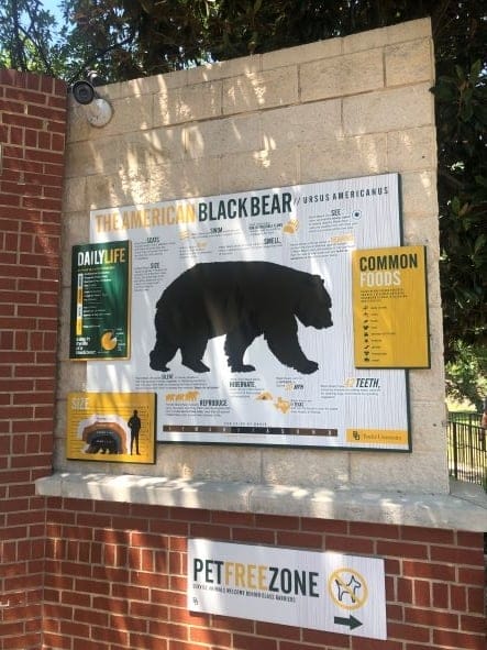 Baylor bear habitat