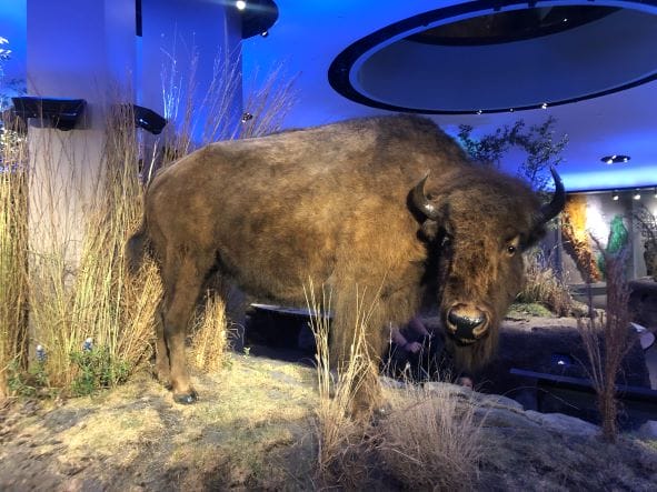 buffalo at Witte Museum