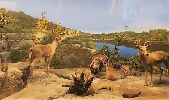wild Texas animal exhibit at Witte Museum