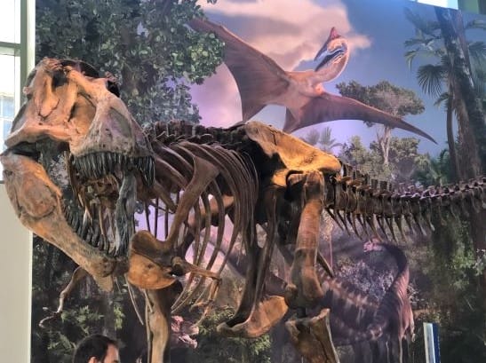 Free museum day; dinosaur at Witte