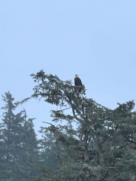 eagle sitting on top of tree in Alaska