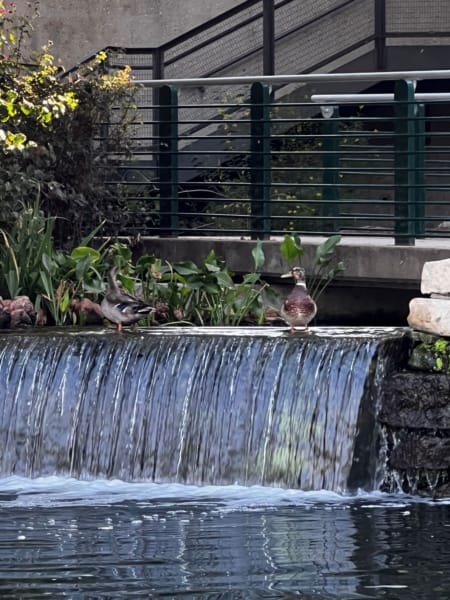 ducks along the San Antonio Riverwalk