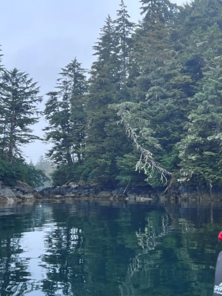 Sitka National Forest on the way to Fin Island Lodge