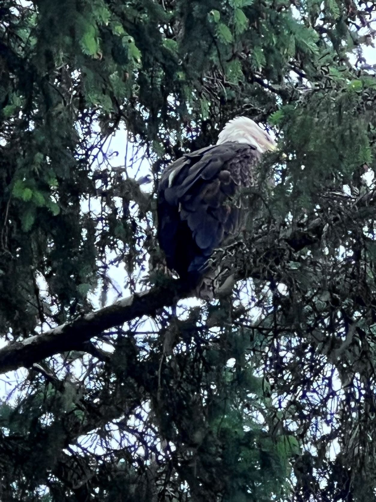 Bald eagle in Alaska