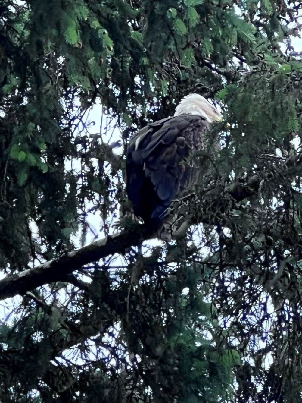 Bald eagle in Alaska