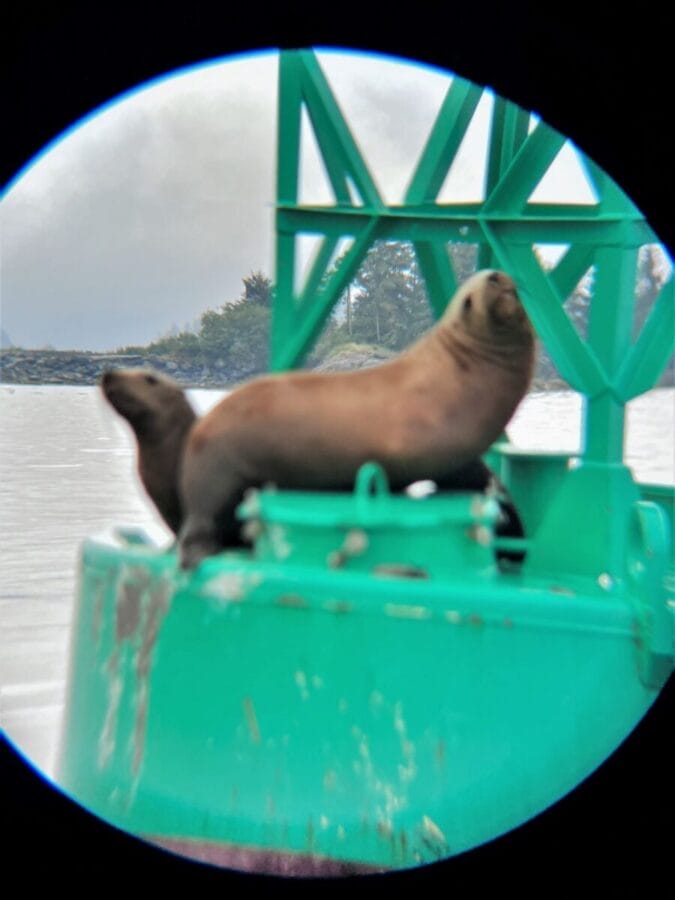 sea lions on a buoy