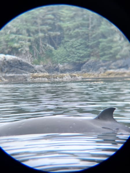 minke whale through binoculars