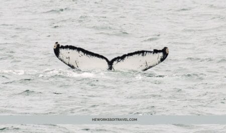 Juneau whale watching tour cover photo