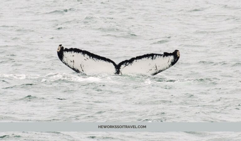 Juneau whale watching tour cover photo