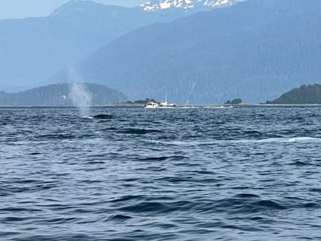 Juneau whale watching tour