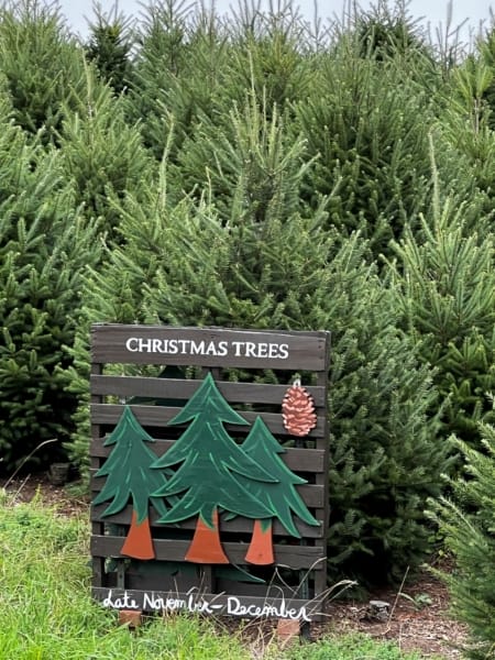 Christmas tree farm in CT
