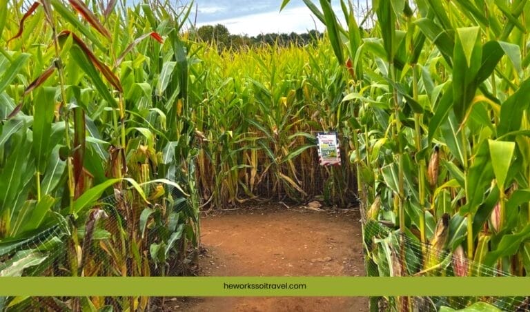 Get Lost in This Amazing Corn Maze in Connecticut