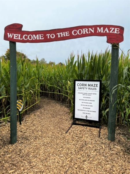 corn maze in CT