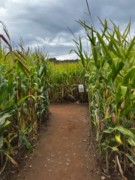 corn maze in CT