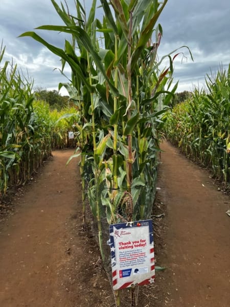 corn maze in CT