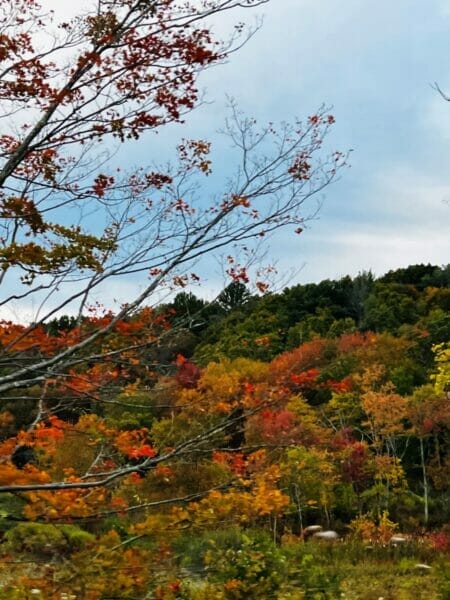 fall leaves