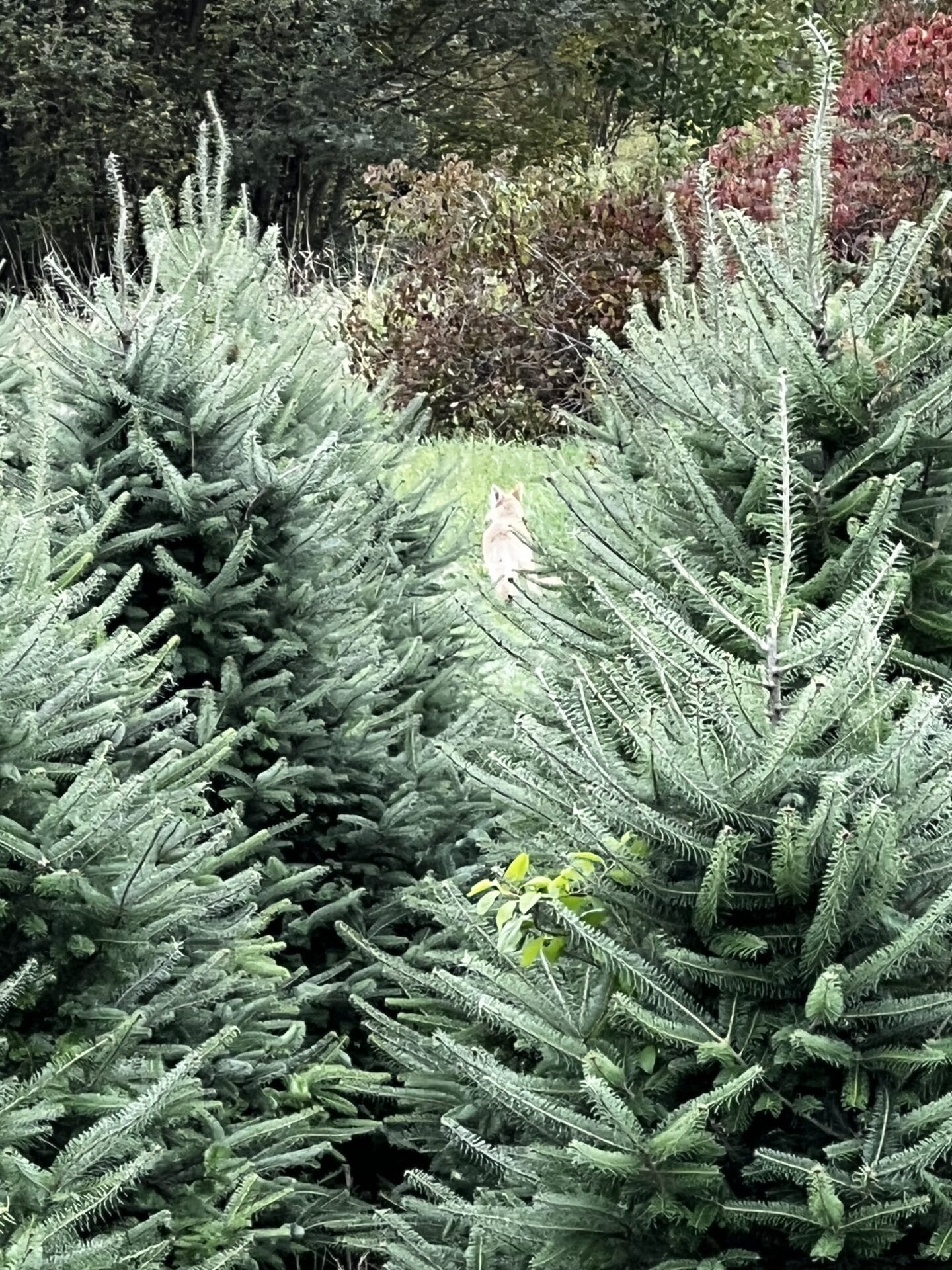 Fox in the trees