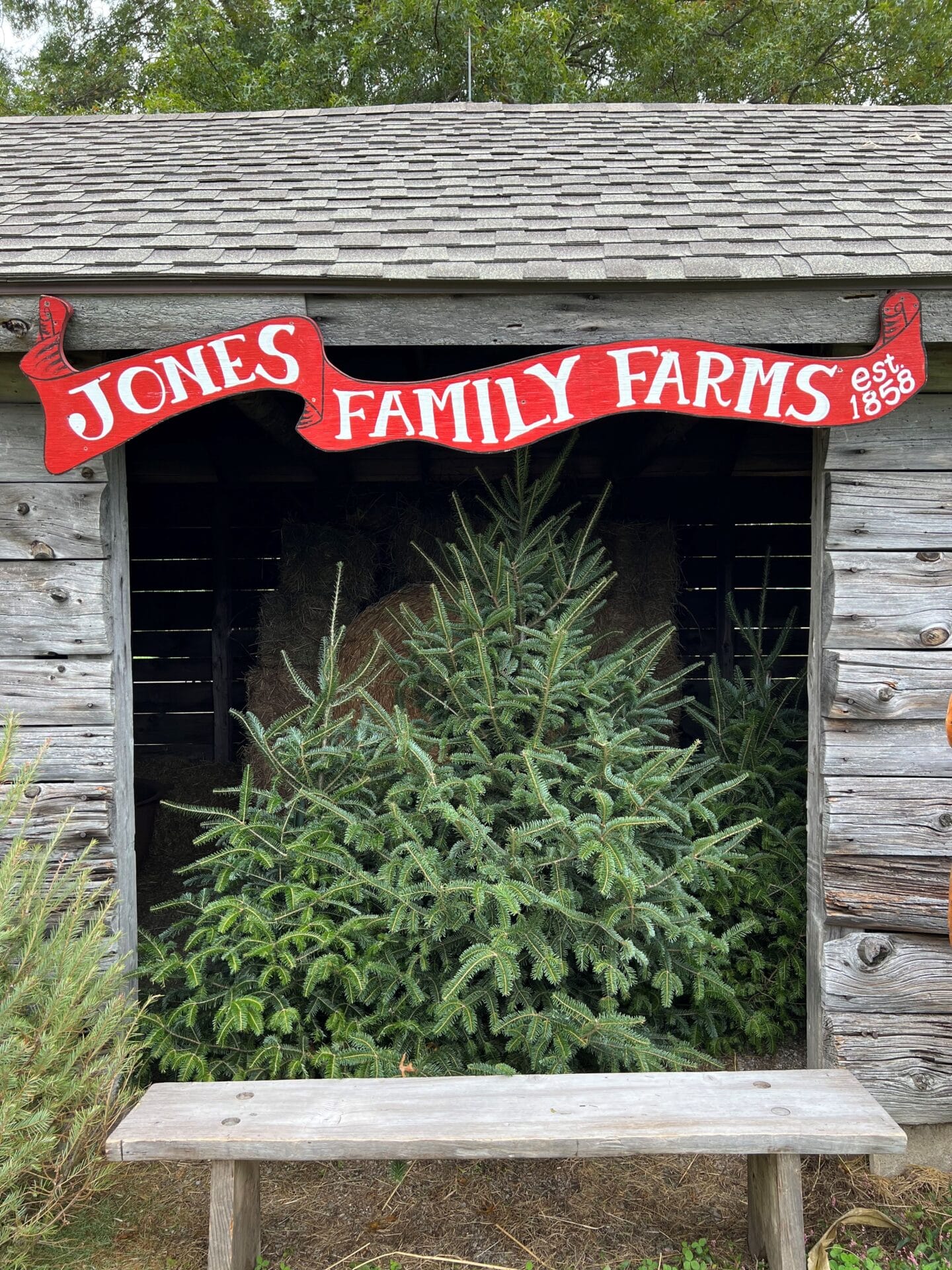 Christmas tree farm in CT