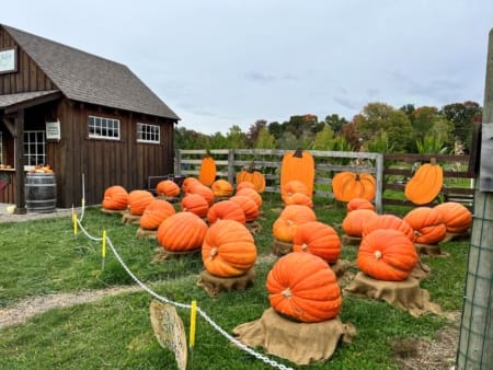 Connecticut pumpkin patch