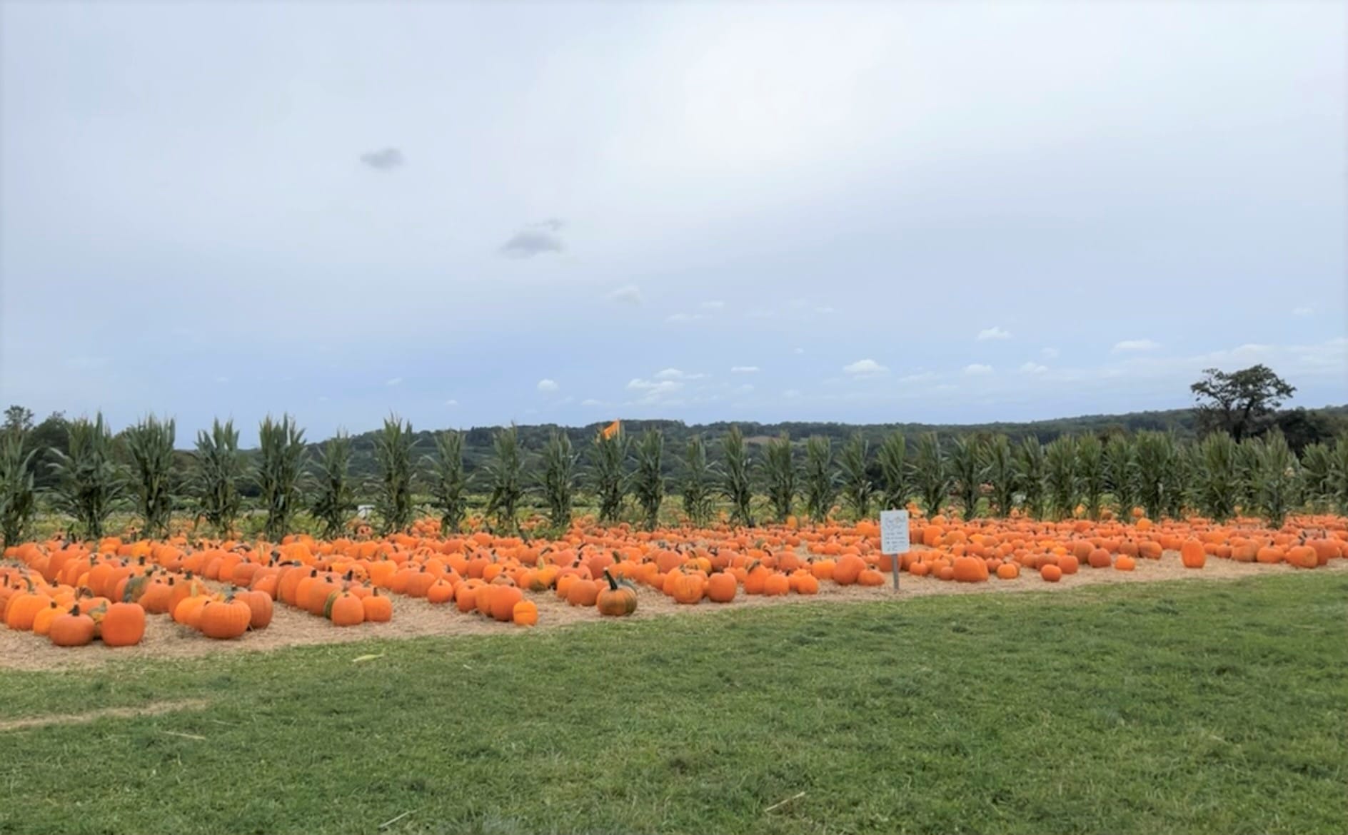 pumpkin patch in CT