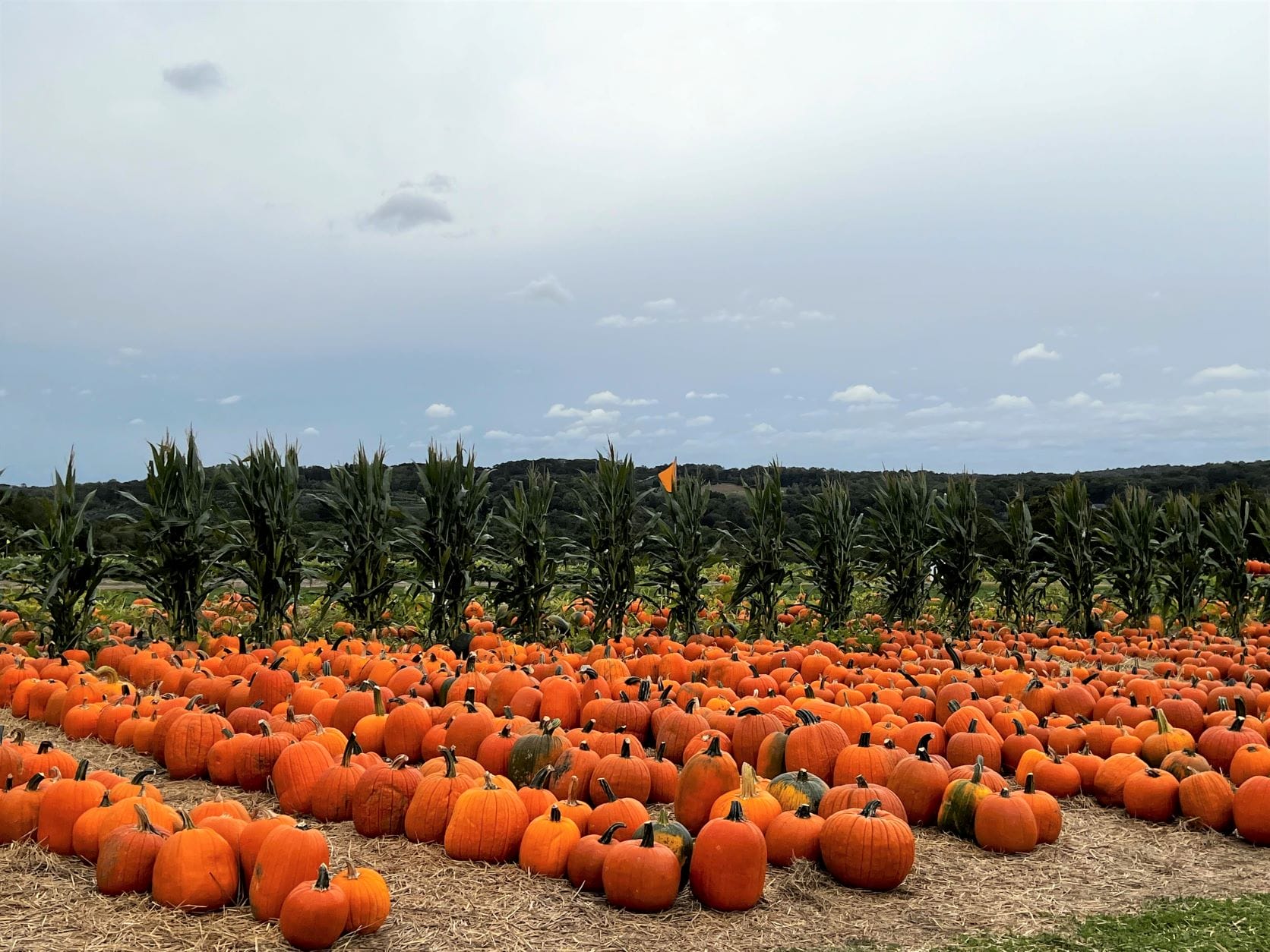 pumpkin patch in connecticut