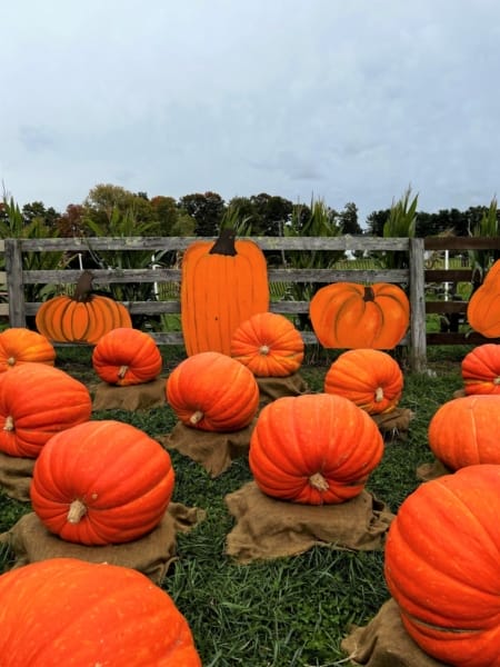 Pumpkin patch in Connecticut