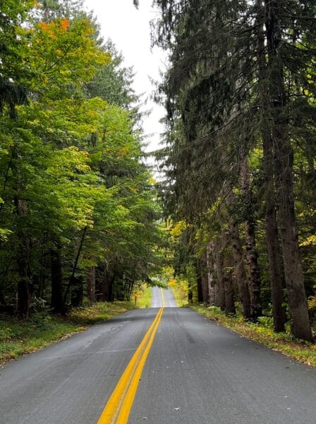 road with foliage in  Connecticut