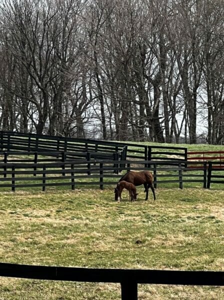 Kentucky Horse farm - Travel destination in the U.S.