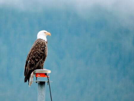 eagle sighting in Alaska