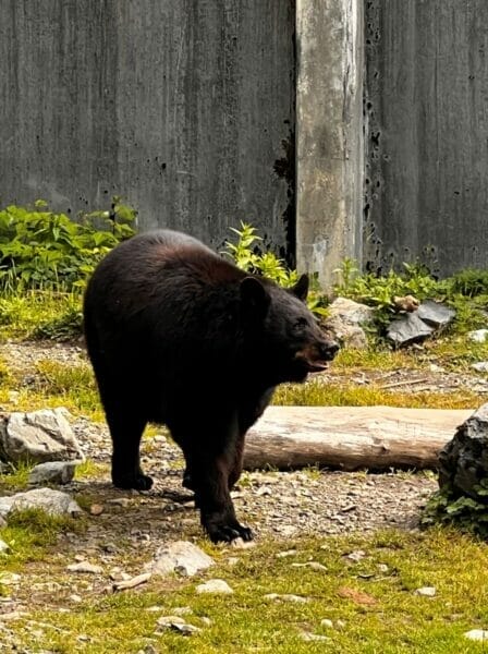 Black bears in AK