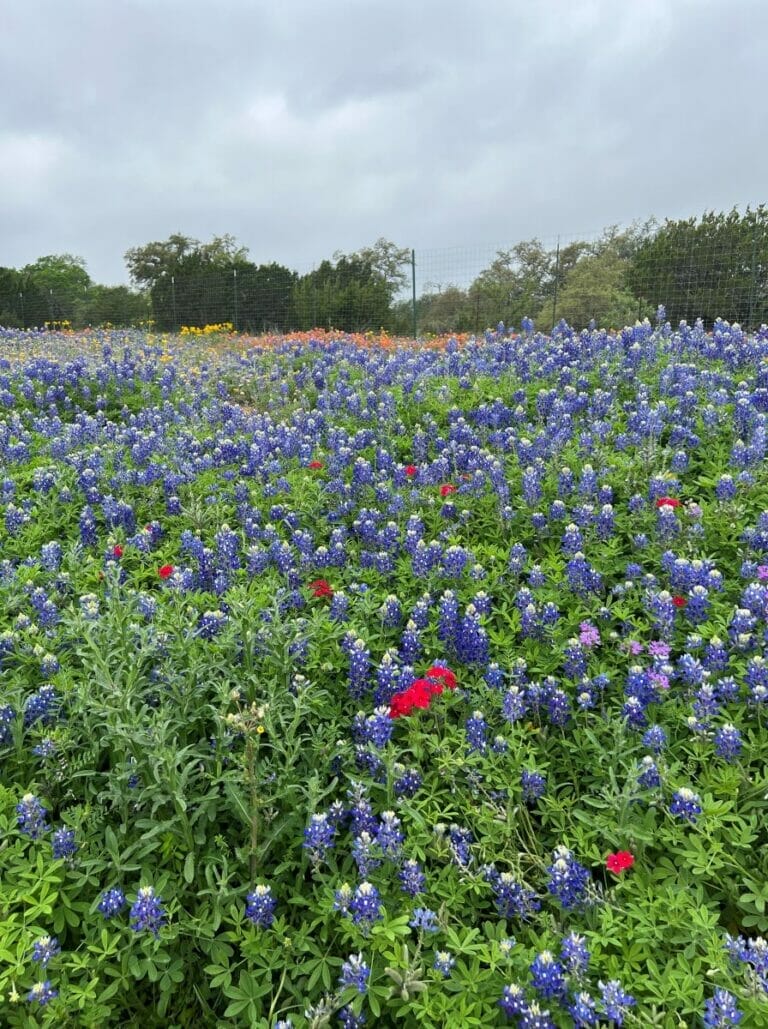 Spring Break Texas Hill Country