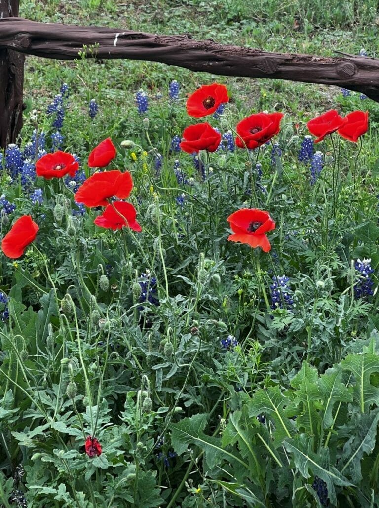 Spring Break Texas Hill Country wildflowers