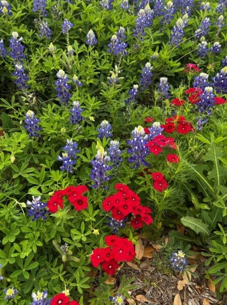 Texas hill Country wildflowers
