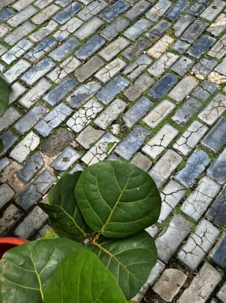 Old San Juan blue cobblestone