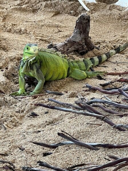 Iguana - 4 days in Puerto Rico