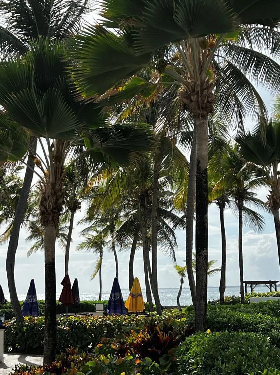 Caribe Hilton hammock area