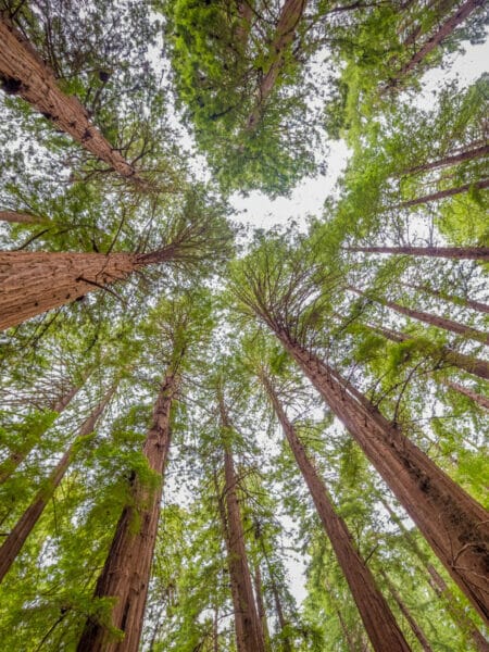 Muir Woods Redwoods in San Francisco